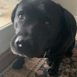 Meet your Posher, Dorothy